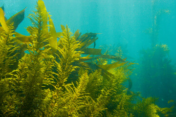 View of weed algae underwater in California