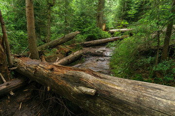 Beautiful nature hiking path through Ban Forest in the Black Forest, Germany