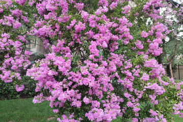 pink flowers. spring pink flowers on city streets