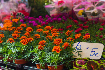 colored geraniums at the flower market
