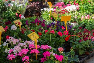 colored geraniums at the flower market