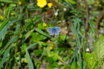 Common blue (Polyommatus icarus) butterfly perched on flower in Zurich, Switzerland