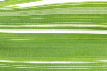 Full frame shot of green leaves. Textures and patterns of leaf.