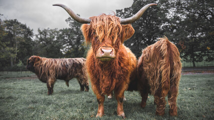 Highland Cattle in a field in Scotland