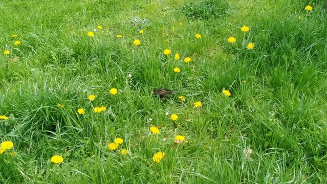 Szpak spacerujący po łące. Film nakręcony 2 maja 2022 roku. 