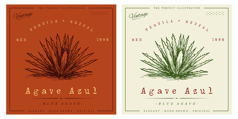 Agave vintage engraving illustration for logo template