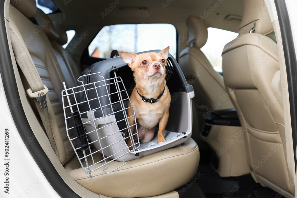 Wall mural Small Chihuahua in pet carrier inside car