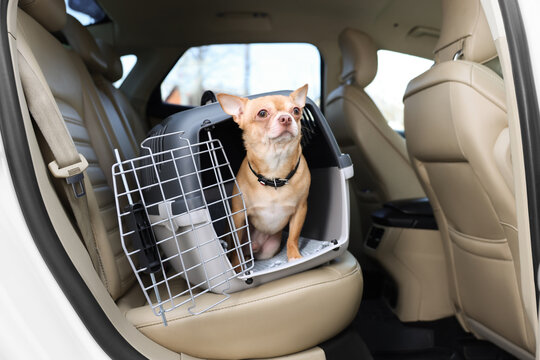 Small Chihuahua in pet carrier inside car