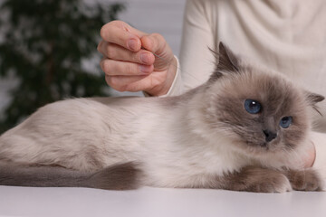 Veterinary holding acupuncture needle near cat's head indoors, closeup. Animal treatment - obrazy, fototapety, plakaty