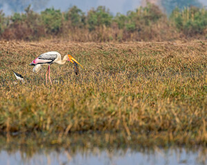 Beautiful painted stork with prey in its beak