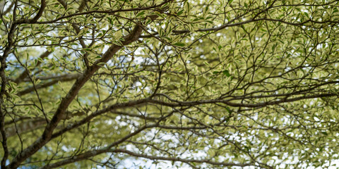 Obraz premium leaves against blue sky