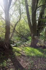 Bridge over a beautiful steam in a spring English meadow walk with a small path
