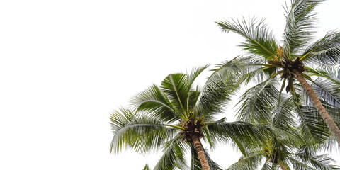 Fototapeta na wymiar palm tree isolated on white