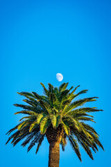 Vertical shot of a palm tree and the full moon in the background under the clear skies