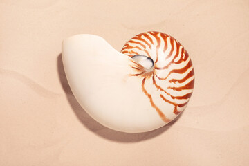 Nautilus shell on white sand, top view