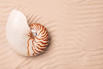 Nautilus shell on sand, top view. Space for text