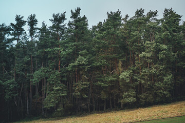 Forest on a slope next to a cultivated and harvested field