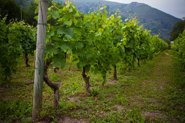 Fototapeta na wymiar Plantación de viñas en Cangas del Narcea, Asturias, España