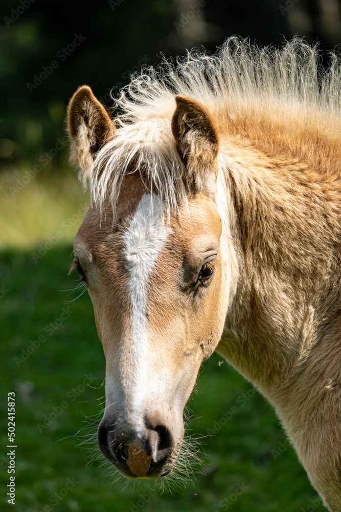 Canvas Prints Vertical shot of a beautiful lovely young Haflinger horse in the green field on a sunny day