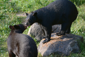 Young Black Bears Interacting In Bright Summer Habitat