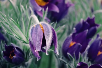lila Blüten der Kuhschelle