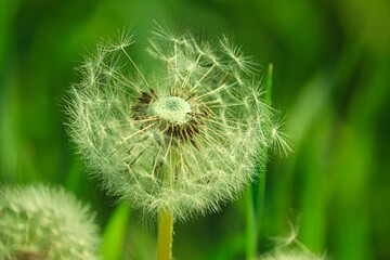 Pusteblume vom Löwenzahl im Detail