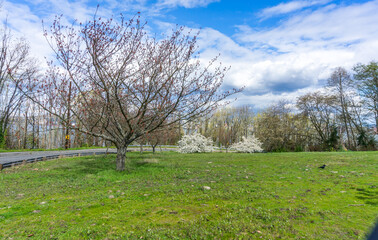 Cherry Blossoms On Hill 10