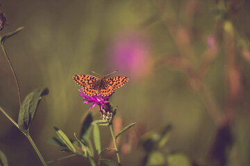 Selective focus shot of an Aglaya butterfly on a flower