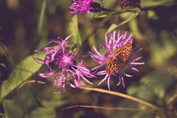Selective focus shot of an Aglaya butterfly on a purple flower