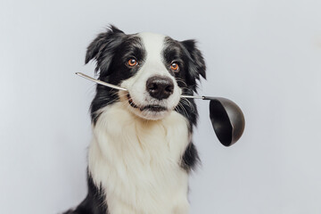 Funny cute puppy dog border collie holding kitchen spoon ladle in mouth isolated on white...