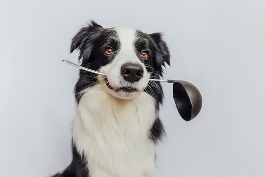Funny cute puppy dog border collie holding kitchen spoon ladle in mouth isolated on white background. Chef dog cooking dinner. Homemade food, restaurant menu concept. Cooking process.