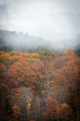 Vertical shot of a dense forest with autumn leaves covered with fog