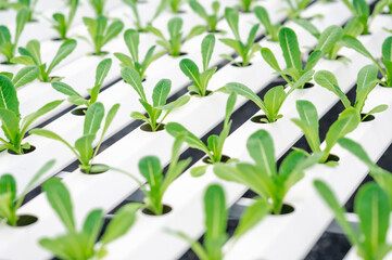 Close up shot of rows of fresh baby green cos lettuce vegetables in hydroponics farm