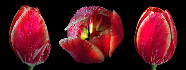 pink bright tulips in water drops. triptych of colorful tulips. colorful spring flowers. - obrazy, fototapety, plakaty