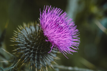 Bright pink and dark green thorny thistle weed macro shot in even natural light