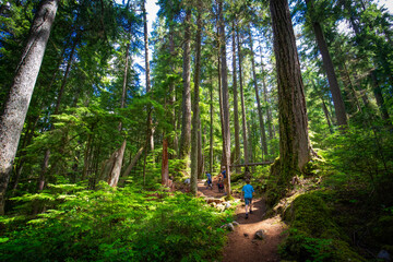 People walking in a dense forest with tall trees