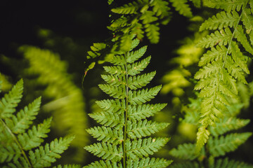 Closeup macro texture of lush green fern leaves in the rainforests of the Pacific Northwest against a dark black background
