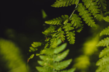 Closeup macro texture of lush green fern leaves in the rainforests of the Pacific Northwest against a dark black background