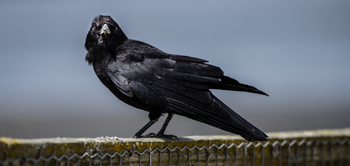 Common raven (Corvus corax) sitting on a fenc