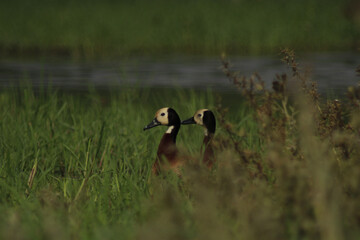 Selective shot of two white-faced whistling ducks walking in nature