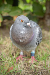 Chipped gray dove. Close-up