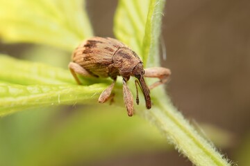 little Curculio venosus on a leaf © Tomas