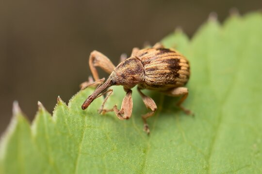 little Curculio venosus on a leaf