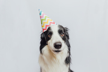 Happy Birthday party concept. Funny cute puppy dog border collie wearing birthday silly hat isolated on white background. Pet dog on Birthday day.