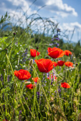 Poppy flower field, bright blue sky on the background