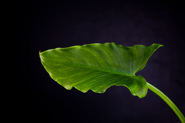 One large green leaf of calla lily on black background with copy space.