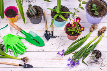 Gardening Tools and garden flowers plant on white wooden Background. Spring Garden Works Concept.