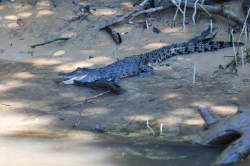 View of a Salt Water Crocodile in Queensland Australia on the ground near water