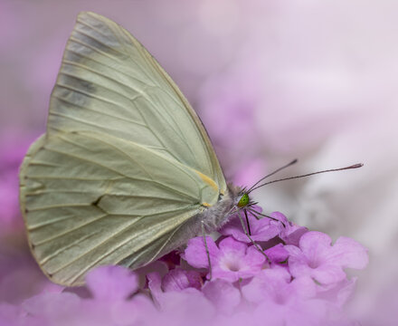Macro shot of the white cress butterfly (Leptophobia aripa)