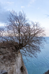 Ostsee Gespensterwald Boot Leuchtturm Warnemünde Strand Bäume Meer Salzwasser Küste Brandung...